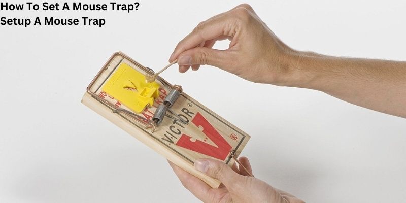 How To Set A Mouse Trap? Setup A Mouse Trap