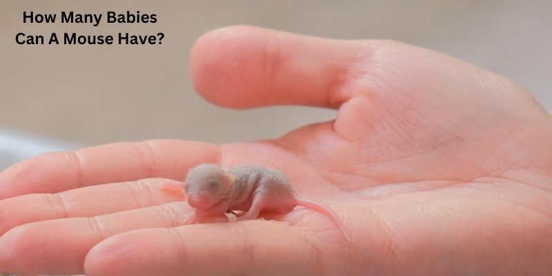How Many Babies Can A Mouse Have?