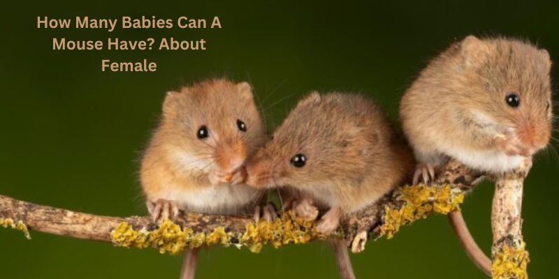 How Many Babies Can A Mouse Have? About Female