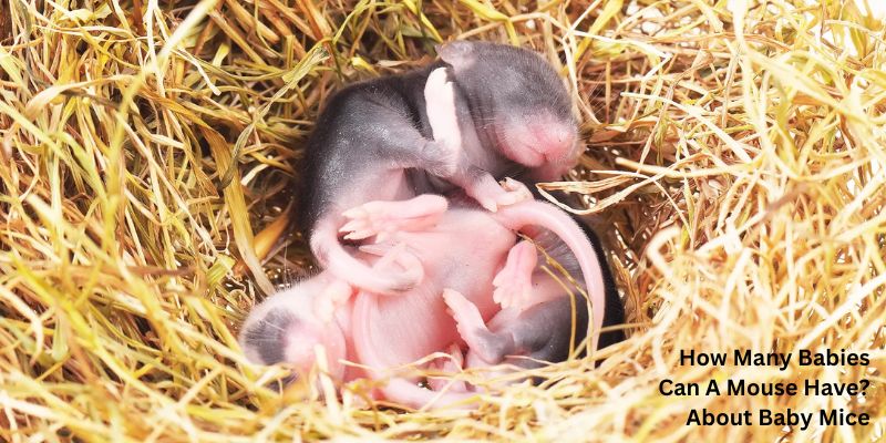 How Many Babies Can A Mouse Have? About Baby Mice