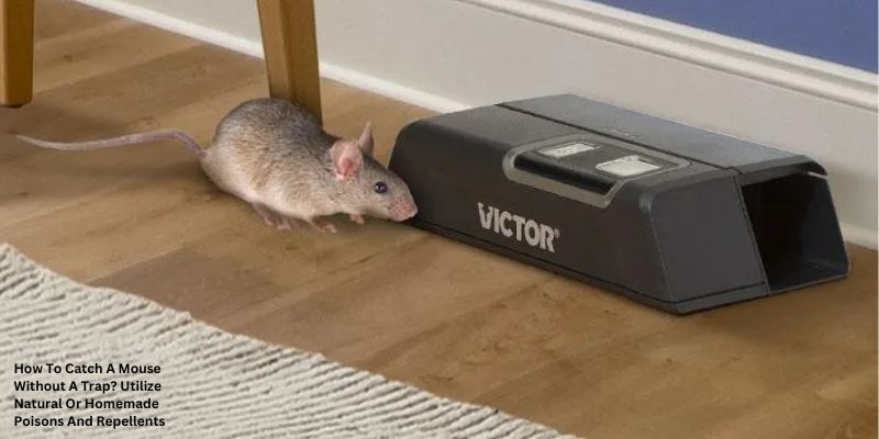 How To Catch A Mouse Without A Trap? Utilize Natural Or Homemade Poisons And Repellents