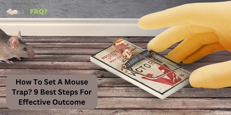 How To Set A Mouse Trap? 9 Best Steps For Effective Outcome