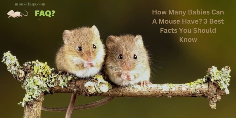How Many Babies Can A Mouse Have? 3 Best Facts You Should Know