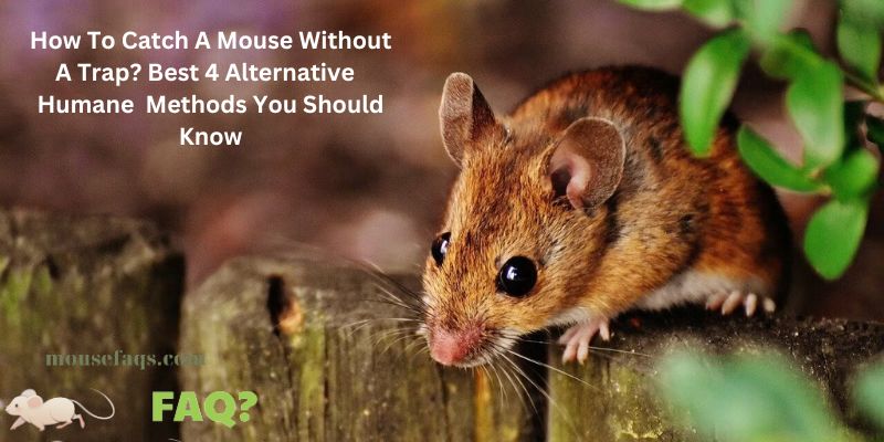 How To Catch A Mouse Without A Trap? Best 4 Alternative Humane Methods You Should Know