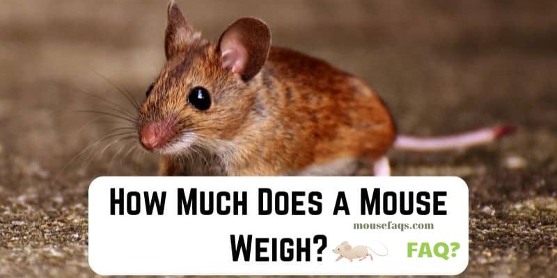How Much Does a Mouse Weigh? The Average Weight of a Standard Mouse