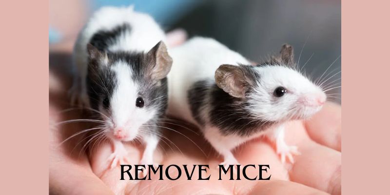 Remove Mice to Clean Mouse Droppings