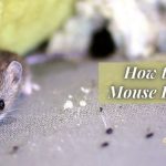 How to Clean Mouse Droppings in 12 Easy Steps