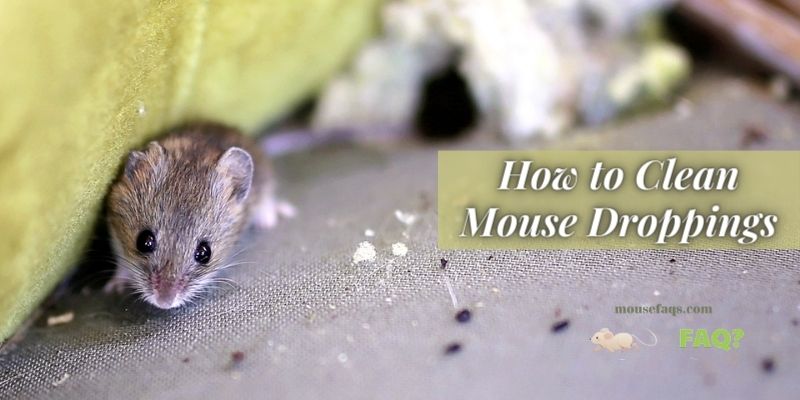 How to Clean Mouse Droppings in 12 Easy Steps
