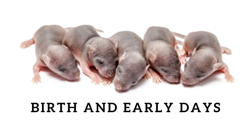 What is a Baby Mouse Called? Birth and Early Days