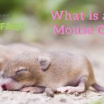 What is a Baby Mouse Called?