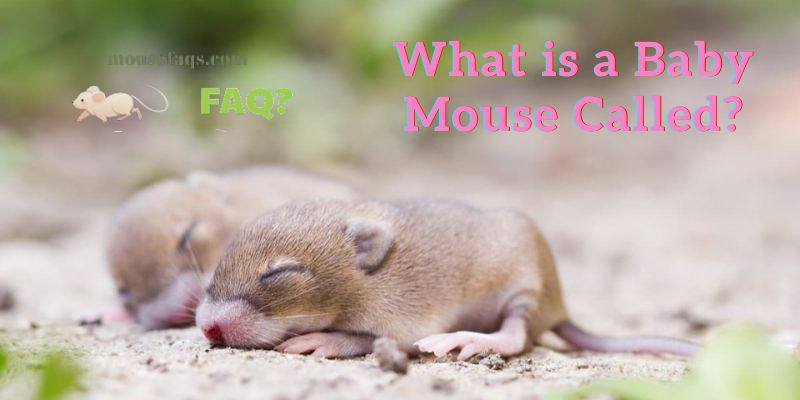 What is a Baby Mouse Called?
